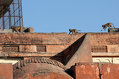 Monkeys on the roof