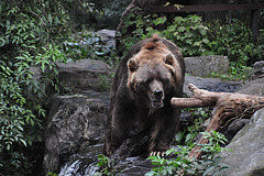 Emmen Zoo – Bear
