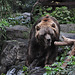 Emmen Zoo – Bear