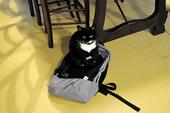 Cat taking possession of a bag
