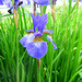 Sibirische Schwertlilie [Iris sibirica]