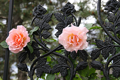 Roses on the garden gate