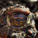 Amazing Toad Eye
