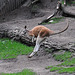 Emmen Zoo – Kangeroo