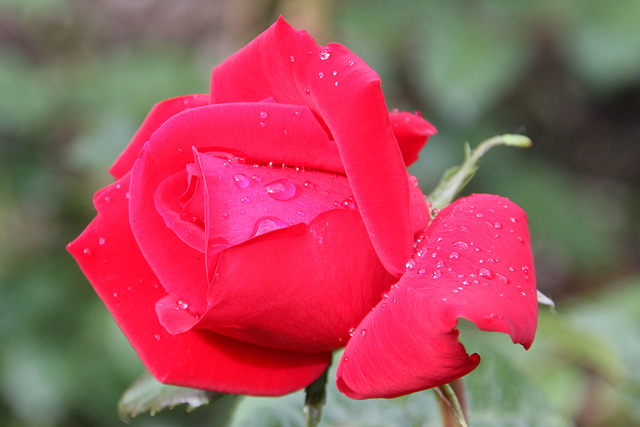 Raindrop rose
