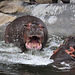 Emmen Zoo – Hippopotamus