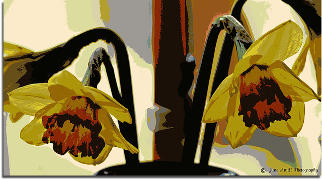 Daffodil art