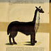 Museum Boerhaave – The Llama