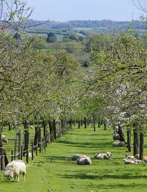 Burrow Hill orchard 8