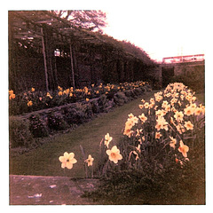Priory Park #3, 1972
