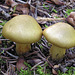 Green mushrooms