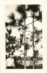 Boys In The Trees