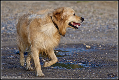 Wet dog 2
