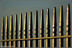 Golden evening light on fence