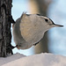 Doing what Nuthatches do