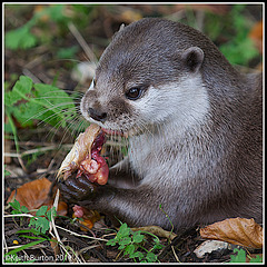 Otter eating lunch