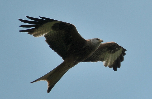Red Kite, Berkshire