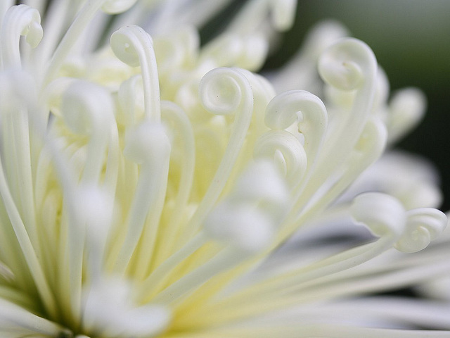 Detail of a Spider Chrysanthemum