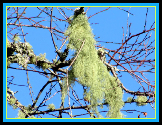 Lichen on Branches