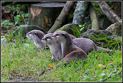 A trio of Otters