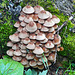Cascade of fungi