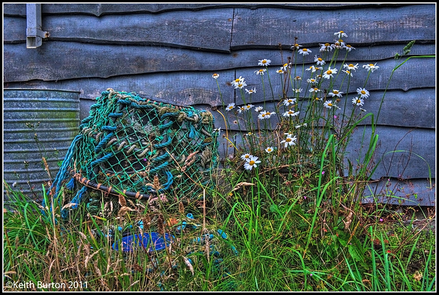 Lobster pot and daisies