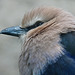 African Blue-bellied Roller