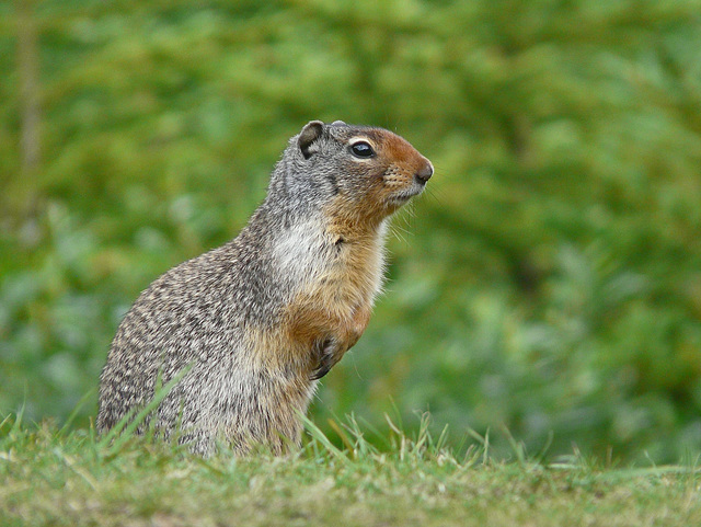 Columbian Ground Squirrel / Spermophilus columbianus