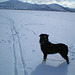 Black dog, white snow
