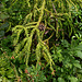 Cryptomeria japonica 'Spiralis ' 'Rasen Sugi'
