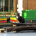 The Canal Cat