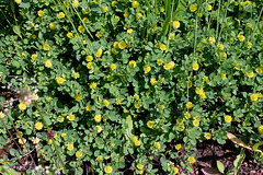 Trifolium campestre - Trèfle jaune