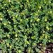 Trifolium campestre - Trèfle jaune