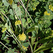 Trifolium campestre - Trèfle jaune-001