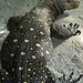 Crocodile Monitor Lizard