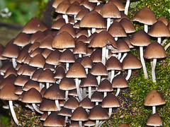Fungi colony