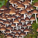 Fungi colony