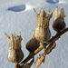 Seedpods in winter
