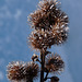 Frosted Burdock