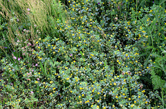 Trifolium dubium - Trèfle filiforme