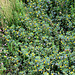Trifolium dubium - Trèfle filiforme