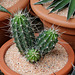Cactus à identifier- Trichocereus ????