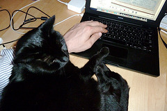 Letting the cat operate the trackpad doesn't work