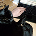 Letting the cat operate the trackpad doesn't work