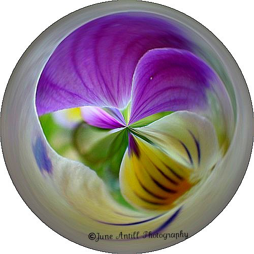 The Viola Sphere