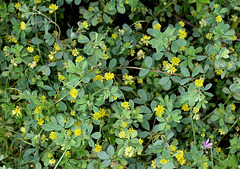 Trifolium dubium - Trèfle filiforme-001