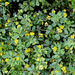 Trifolium dubium - Trèfle filiforme-001