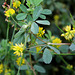 Trifolium dubium -Trèfle filiforme-001