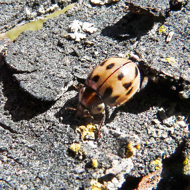 Streaked Ladybug