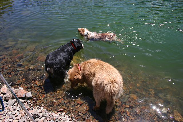 Dogs in Blue Lake